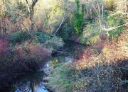 800px-Champoeg_Creek_at_Champoeg_Road